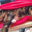 운남동물병원 이미지