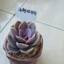 옹기마을꽃동네
