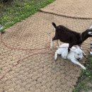 뚝방흑염소 | [남양주/팔당] 재오픈 대형카페 봉주르스퀘어