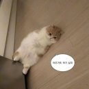 빵부장제빵소 네이버블로그