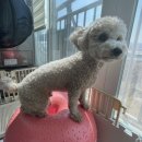 도기펫 | 슬개골 탈구 예방 짐볼 내돈내산 리얼후기