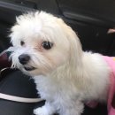 유한동물병원 이미지