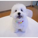 서면애견미용 맘바이 강아지 미용실 이미지