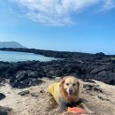 노형 꿈 동물병원 이미지