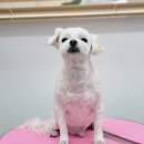 토비네 살롱 이미지