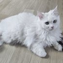 일일일반점 이미지