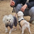 드린겐 애견테마파크 이미지