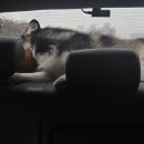 어반퍼피 이미지