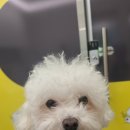 댕그루밍 이미지