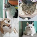 닥터리동물병원 이미지