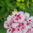 속담:낫 놓고 기역 자도 모른다. 이미지