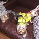 금빛농원 이미지