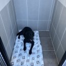 네버슬립독 이미지