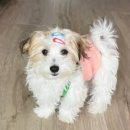 하바네즈 코리아 네이버블로그