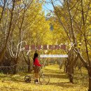 평안한치길 | 평창 단풍 맛집 옐로우트리카페 실시간 은행나무 상태 현황