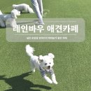 참좋은애견 | 평택 안중 레인바우 애견카페 솔직후기｜강아지 뛰어놀기 좋은 곳