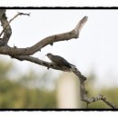 뻐꾸기PC 이미지