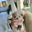 루루퍼피 이미지