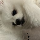 꼼비, 왁싱