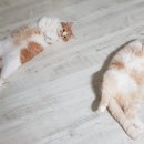 최오목