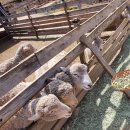 오부자 목장 이미지