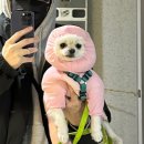 도랏냥