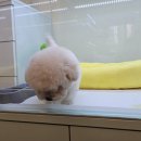 대구강아지분양 마마스미독 본점 이미지