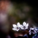 동심의세계 - (159) 동시문학에서의 죽음과 슬픔의 표현방식 - ③ 닫으며/ 이정석 시인, 아동문학평론가 이미지