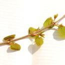 계수나무 이미지