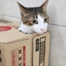 스테이버디 이미지