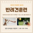 선샤인 반려견 유치원 | 밀양반려견훈련 선샤인 반려견 유치원