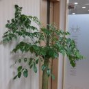 인산림의원 이미지