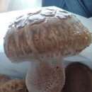 막 퍼준데이의 송화버섯 이미지