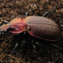 굴업농장 이미지