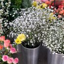 연일공원 입구 | 개업 화분 종류 다양한 곳, 포항 꽃집 추천 '꽃을 든 남자'