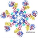 Re:Apoptosome - 암세포 사형집행자를 활성화하는 복합체 이미지