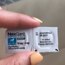 백양동물병원 | [가야 힘찬동물병원] 몽이의 동물 병원 방문 후기