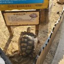 일권농장 | 10월 중순, 안성 팜랜드 갔다온 후기, 코스모스와 핑크뮬리,(+안성팜랜드 무료로 가능 방법 추가)