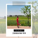 5월 전북 가볼만한곳, 고창 청보리밭축제 실시간 후기 (폭싹 속았수다 키스신 촬영지)