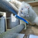 여울그루밍 이미지