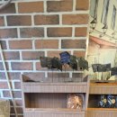 로네과자점 이미지