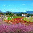 핑크뮬리 이미지