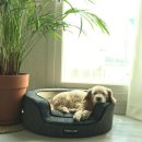 늙은 개 이미지