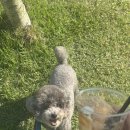 하늘하개 이미지