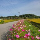 황골장미마을 이미지