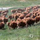 평창축산물 이미지
