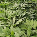 진홍농장 이미지