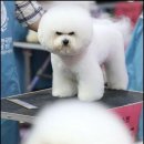 프리제(frise) 이미지