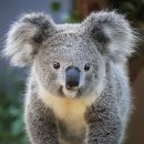 코알라 이미지