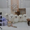 사뿐사뿐 | [김포 호텔/가격/후기] 사뿐사뿐 김포 호텔 사뿐사뿐, 애견 친화적 공간